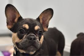 Read each bio very carefully, as not every rescue frenchie is suited to every home. Neglected French Bulldog Puppies Receiving Care At Our New Medical Center Paws In The Media Paws Chicago