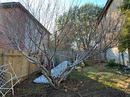 I need help with my peach tree. It's supposedly a Santa Barbara Peach tree  when we bought it originally that is over 6 years old now that has never  produced anything. Supposedly
