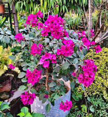 Image result for Nyctaginaceae