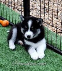 See reviews, photos, directions, phone numbers and more for the best pet stores in cottage grove, mn. Pomsky Puppies For Sale In Mn Pomskies