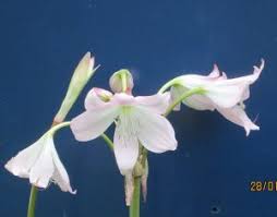 Image result for Crinum moorei
