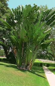 Tropical Bird Of Paradise Arizona 403 Forbidden Birds Of Paradise Plant Tropical Landscaping California Palm Trees