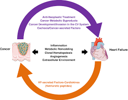For the treatment of heart defects, medical and surgical methods are used. Common Mechanistic Pathways In Cancer And Heart Failure A Scientific Roadmap On Behalf Of The Translational Research Committee Of The Heart Failure Association Hfa Of The European Society Of Cardiology Esc