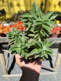 Image result for Aeollanthus parvifolius