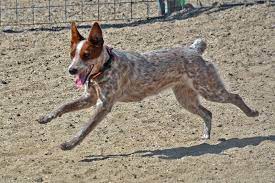 The Dog Geek The Australian Stumpy Tail Cattledog