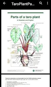 Pdf So Can T Be Pinned Can Be Searched Tho List Of Publications On Kalo Taro Pdfs For Those Too Hawaii Natives Taro Plant Elephant Ear Plant Taro