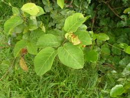 Image result for Hymenocardia