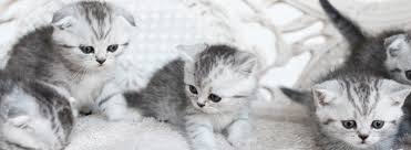 Kedilerde Herpes Virus Enfeksiyonu Ankara Lions Veteriner