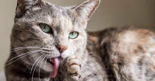New Compelling Evidence That Your Cat Might Eat Your Corpse The Washington Post
