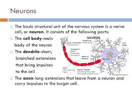 Maybe you would like to learn more about one of these? Ap Biology Animal Form And Function Nervous System Ppt Download