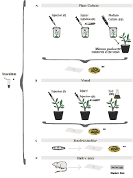 Things to do near farah el khoury jewelry. Frontiers A Model For Trans Kingdom Pathogenicity In Fonsecaea Agents Of Human Chromoblastomycosis Microbiology