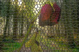 We did not find results for: How To Create A Stained Glass Effect In Adobe Photoshop