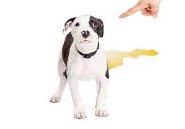 Otherwise, owners just need to be consistent and stay strict with their puppy's training until they get the hang of it and become. Puppy Potty Training Regression How To Manage It Zooawesome
