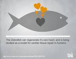Pin On Get Smart About Afib Fun Facts