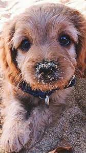 Pin Em Cute Puppies Wallpaper