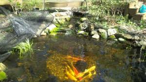 These fish, a type of carp, can regularly live to be 60 years old or more, making them lifelong pets. Koi Goldfish Ponds In Durham Nc