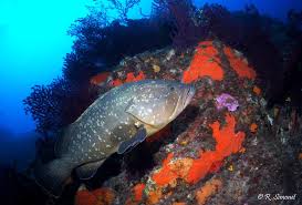 Le patrimoine mondial attire et fascine: 5 Juin 2017 Journee Mondiale De L Environnement A La Une Du Portail Portail Du Gouvernement Monaco