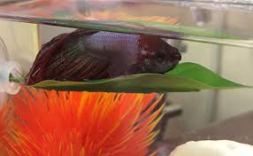 Betta Fish Resting On His Leaf Shaped Hammock At The Top Of His Aquarium Betta Betta Fish Fish Tank