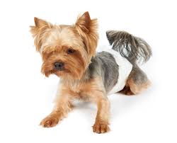 Damit hast du den gleichen effekt und kannst so auch nachts dazu beitragen, dass dein hund nicht in die wohnung macht und möglichst bald stubenrein wird. Mein Hund Pinkelt In Die Wohnung Das Solltest Du Jetzt Tun