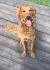 Improper Coat Goldendoodle