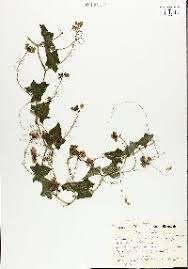 Image result for Bambekea racemosa