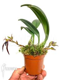 Image result for Bulbophyllum sp. nov