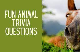 Can you complete the quiz with full marks? 145 Fun Easy And Exciting Animal Trivia Questions Kids N Clicks