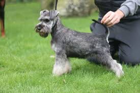 I migliori annunci di cani di taglia piccola da adottare in italia. Razze Di Cani Da Guardia Di Taglia Piccola Ecco Quali Sono
