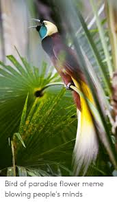 The flowers stand above the foliage at the tips of long stalks. Bird Of Paradise Flower Meme Blowing People S Minds Meme On Awwmemes Com