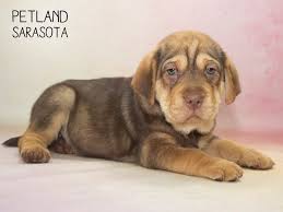 Buy and sell on gumtree australia today! Mini Walrus Dog Male Chocolate 2269832 Petland Sarasota