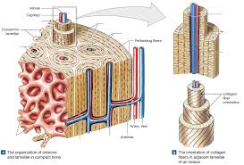 Bones protect the various organs of the body, produce red and white blood cells, store minerals. A P Lab Practical 2 Quiz