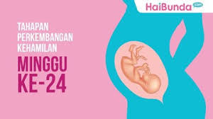 1 ukuran kepala berbanding tubuh. Tahapan Perkembangan Janin Minggu Ke 24