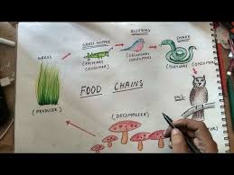A food chain explains which organism eats another organism in the environment. How To Draw Food Chain Youtube