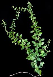 Image result for Cocculus hirsutus