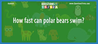 You can use these as ice breaker questions for a get together, or in any number of dinner party games. How Fast Can Polar Bears Swim Question