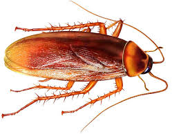 Come Eliminare Blatte E Scarafaggi In Modo Naturale Scopri Cosa Fare Per Prevenire Ed Allontanare Le Eliminare Gli Scarafaggi Scarafaggi Immagini Con Animali