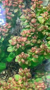 Image result for Ludwigia senegalensis