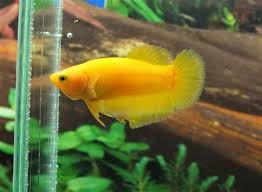 Aquabid Com Halfmoon Plakat Auctions Wed Jul 2 17 08 26 2014 Betta Fish Betta Betta Fish Types