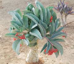 Image result for Cyphostemma