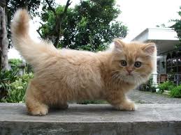 150 gambar kucing lucu dan imut anggora persia maine sumber : 12 Kucing Imut Ideas Cats Kittens Cutest Animals