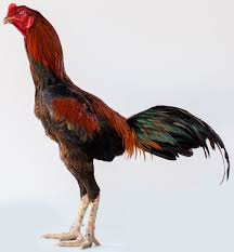  Ayam Bangkok Juara Ayam Jantan Ternak Ayam Ayam Thailand