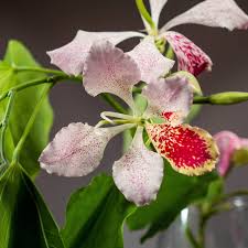 Image result for Bauhinia monandra