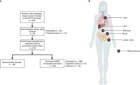 The Genomic Landscape Of Metastatic Breast Cancer Highlights