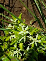 Image result for Rytigynia bridsoniae