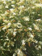 Image result for Grevillea biternata