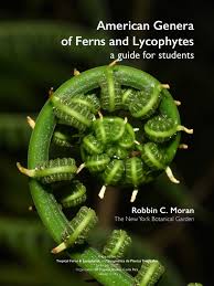 Image result for Blotiella trichosora