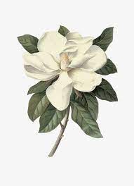 Gardenia White Green Leaves Png Transparent Clipart Image And Psd File For Free Download Flower Art Painting Flower Drawing Flower Painting