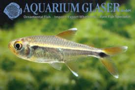 Nur die männchen dieser friedlichen schwarmfische bilden die typische, fahnenartig. 09 Salmlerverwandte Seite 33 Von 41 Aquarium Glaser Gmbh