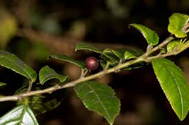 Image result for Rhamnus prinoides
