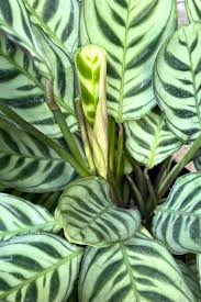 Image result for Ctenanthe